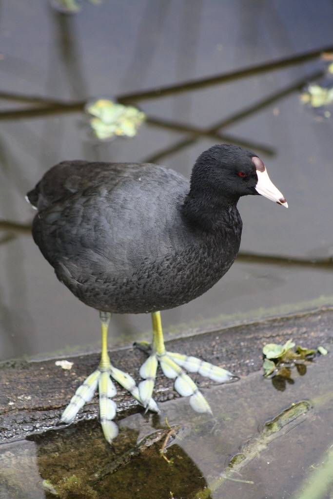 Coot by BigCypressNPS is marked with Public Domain Mark 1.0.